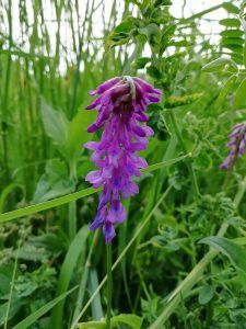 vicia cracca