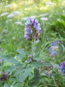 erba medica