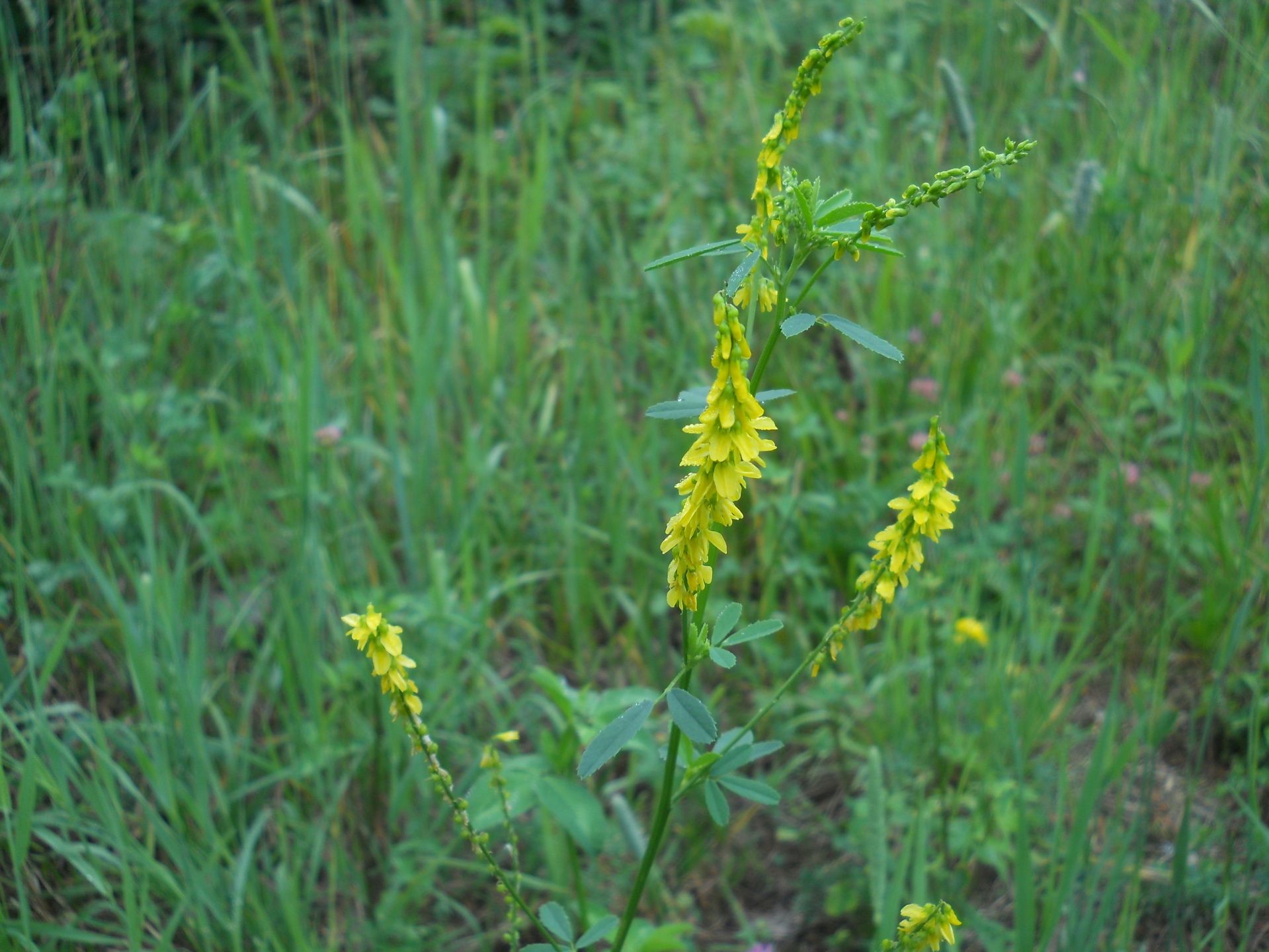 meliloto comune