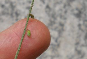 meliloto comune