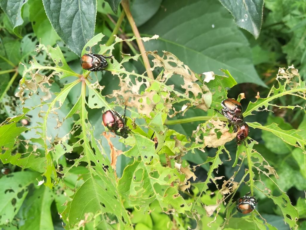 scarabeo giapponese