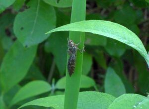 libellula