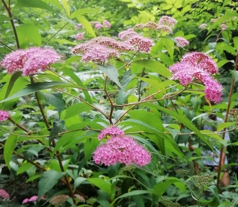 fiori