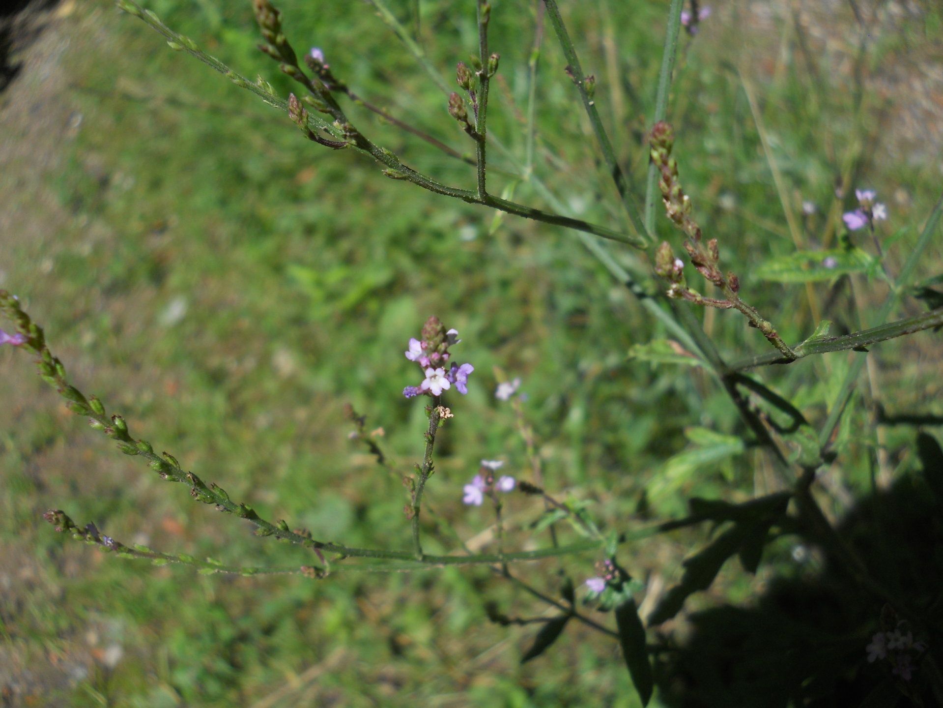 Verbena