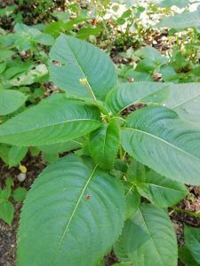 Balsamina minore