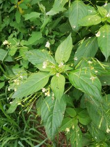 Balsamina minore