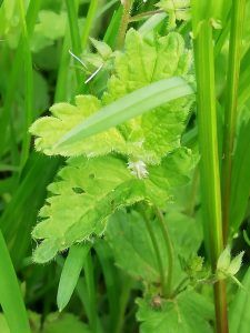 veronica comune