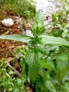 Veronica acquatica