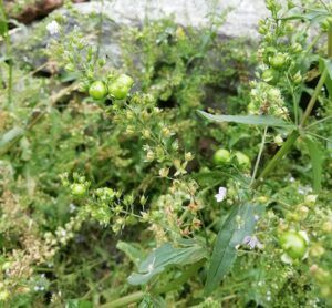 Veronica acquatica