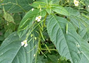 Balsamina minore