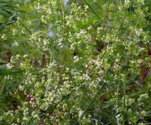 Caglio tirolese