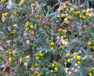 Senecione comune