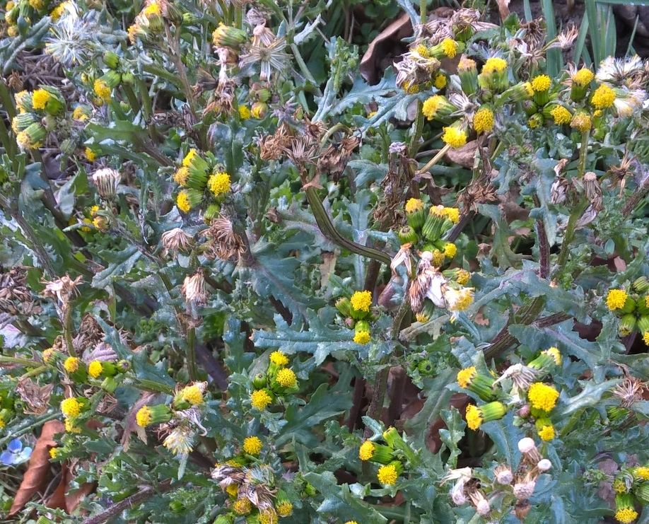 Senecione comune