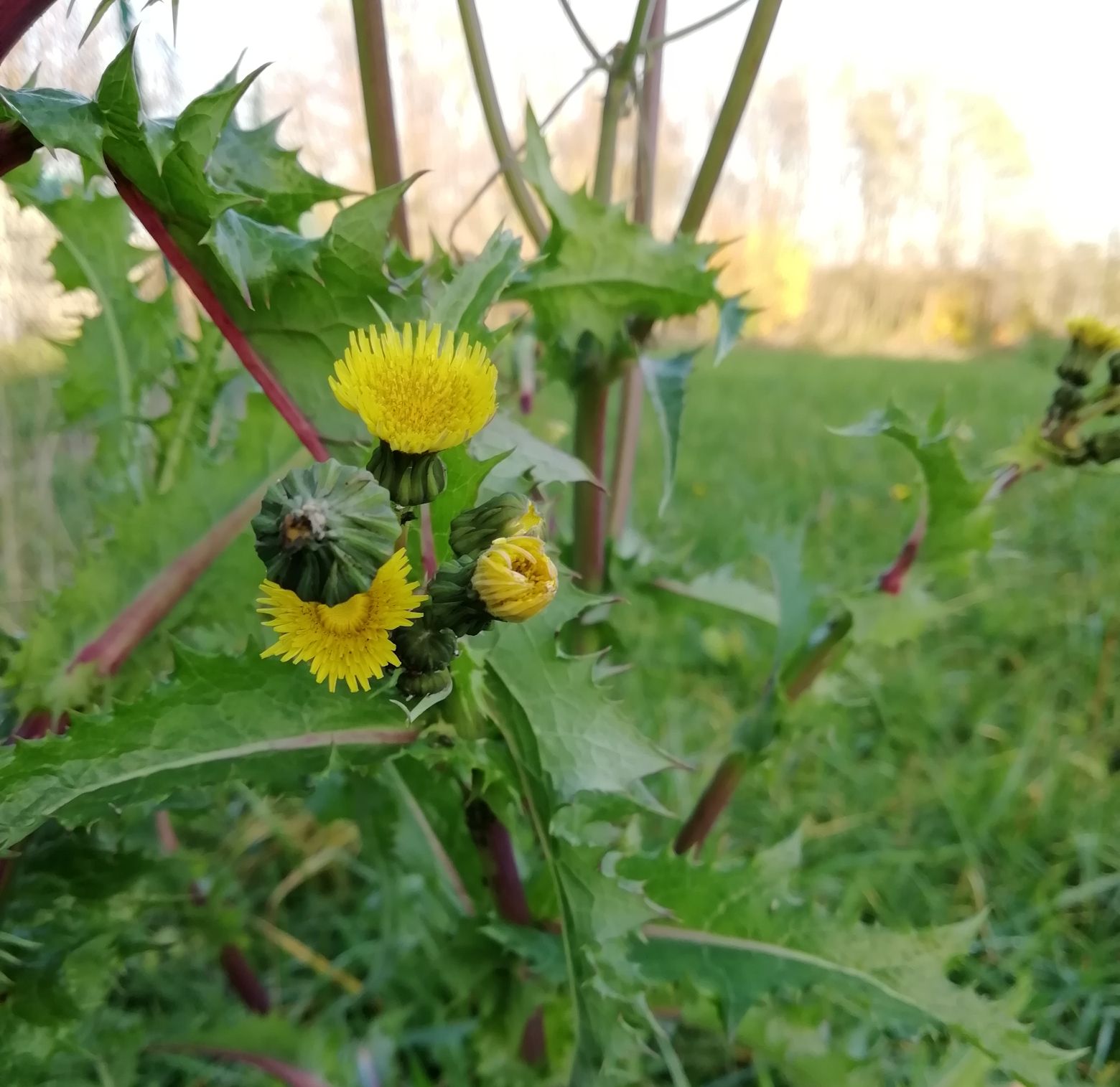 grespino spinoso