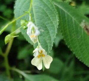 Balsamina minore