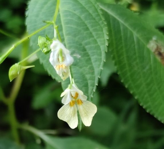 Balsamina minore