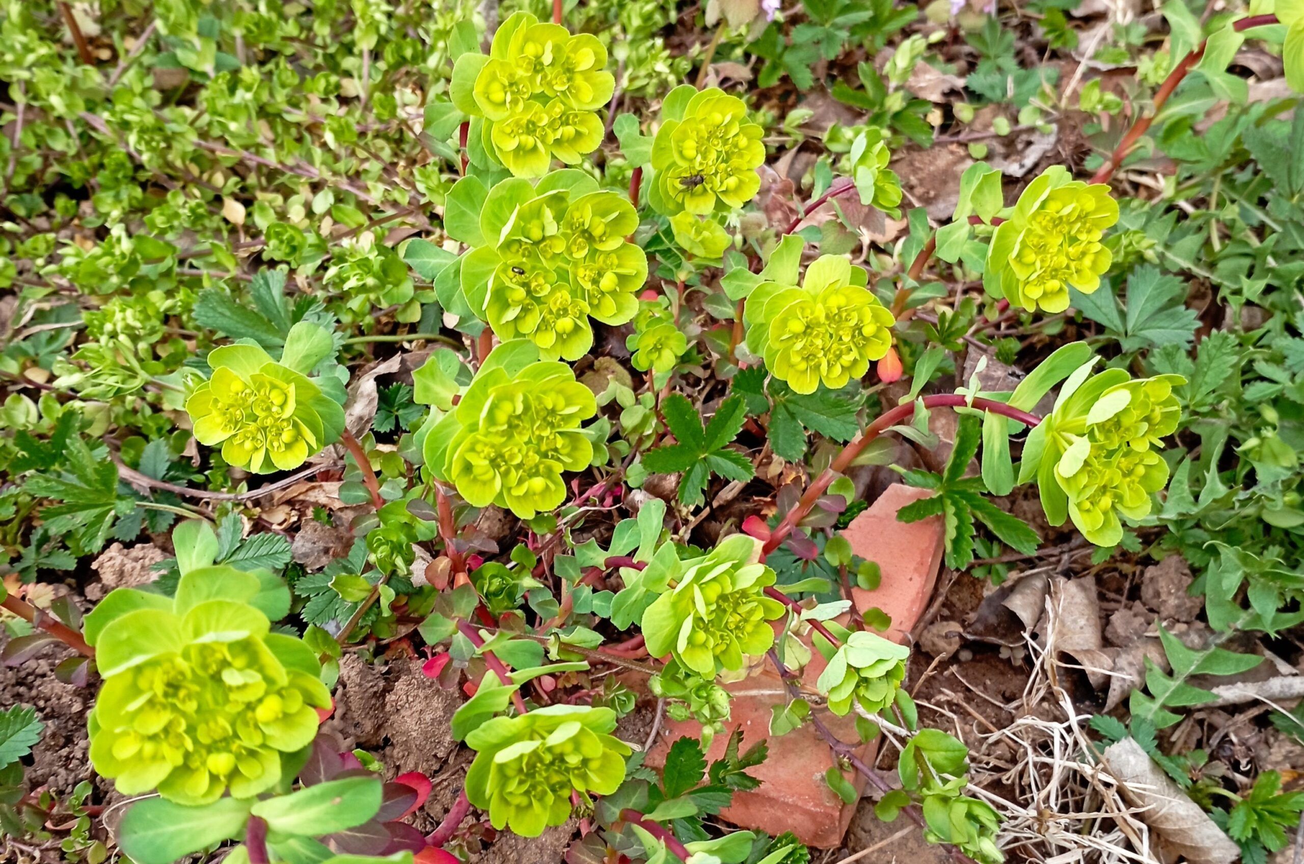 Erba calenzuola