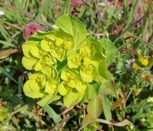 Erba calenzuola