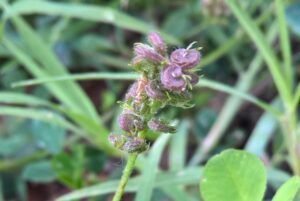 erba medica lupulina