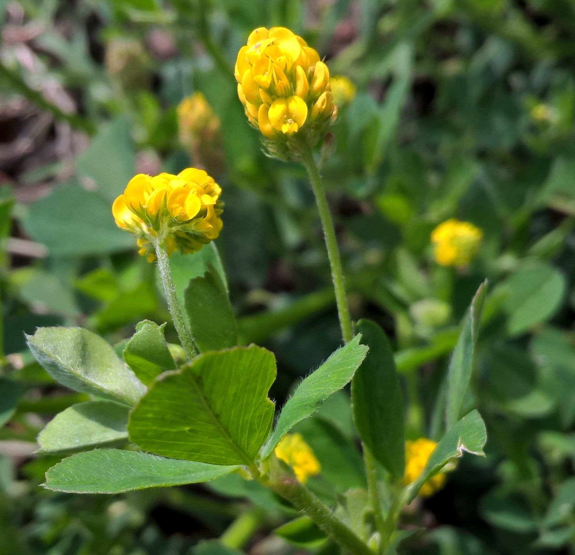 Erba medica lupulina