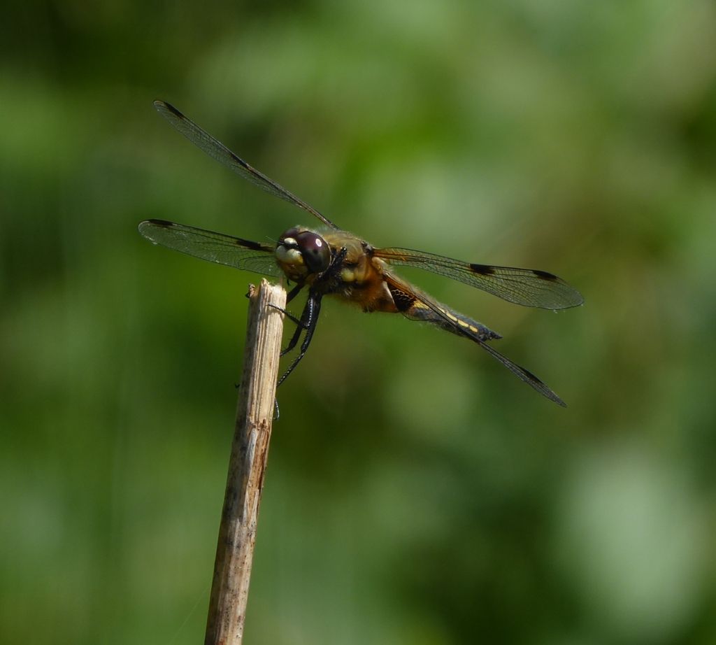 Libellula quadrimacchiata