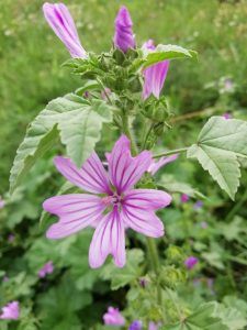 malva selvatica