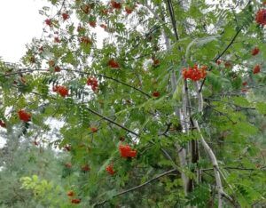 le bacche sono rosse