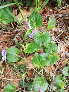 viola di Rivinius