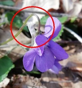 viola di Rivinius