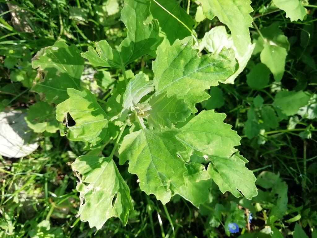 farinello