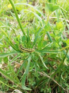 Zigena della filipendula