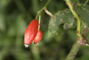 rosa canina