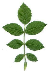rosa canina