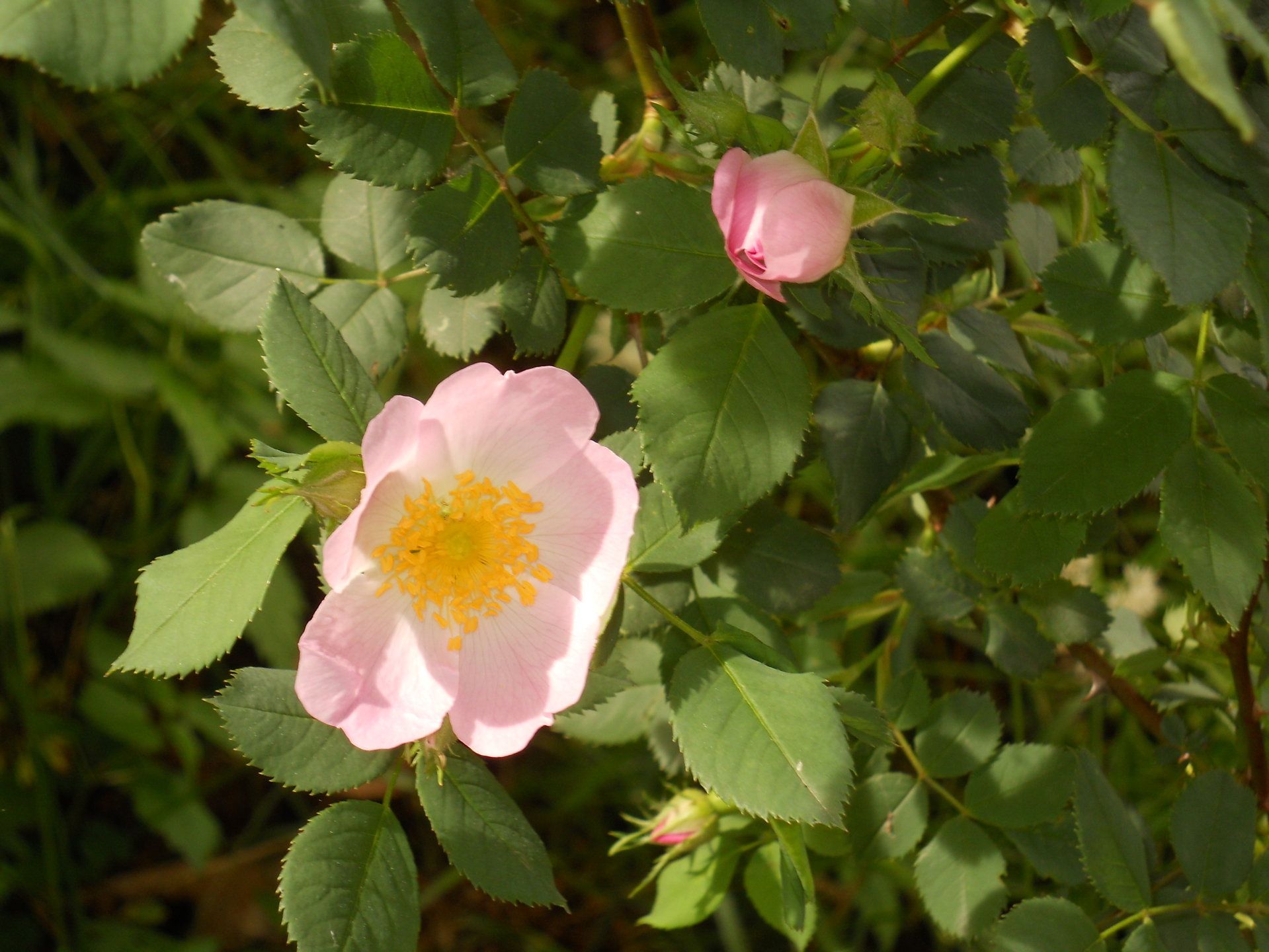 rosa canina