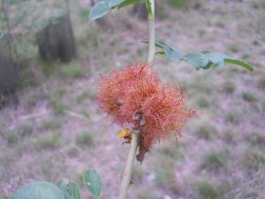 Rosa canina