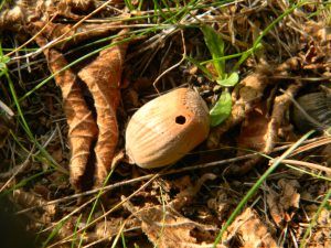 balanino della nocciola