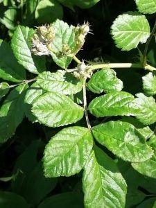 rosa multiflora