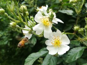rosa multiflora