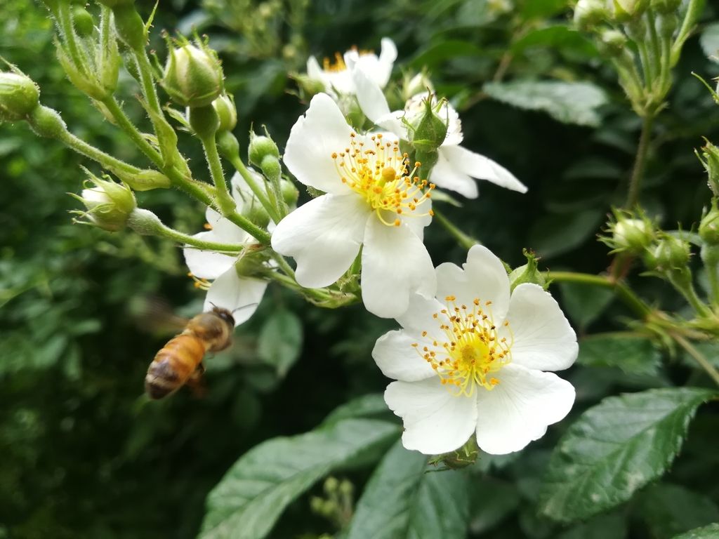 rosa multiflora