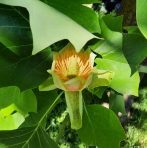 Albero dei tulipani