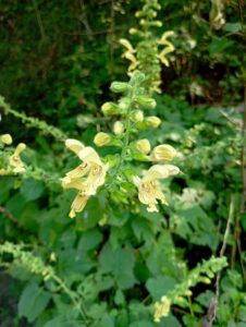Salvia vischiosa