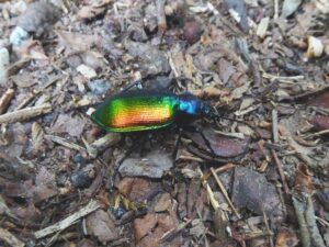 calosoma sycophanta