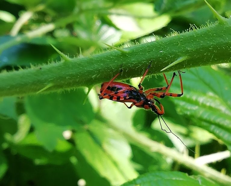 Cimice assassina
