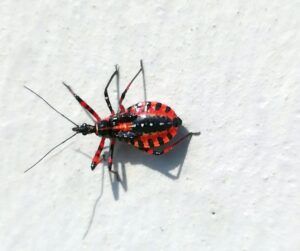cimice assassina