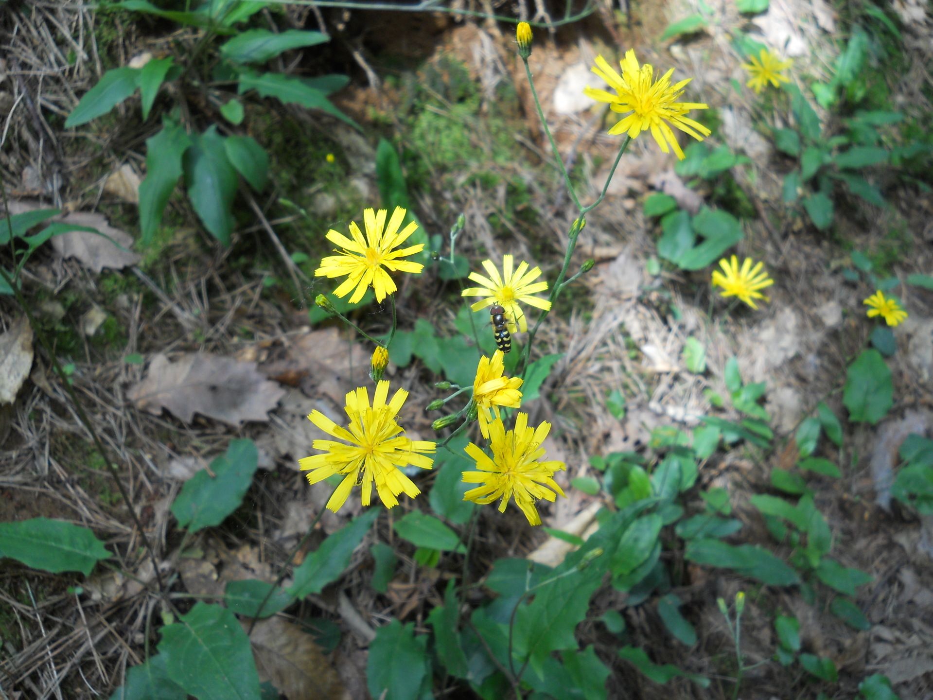 Sparviere dei boschi