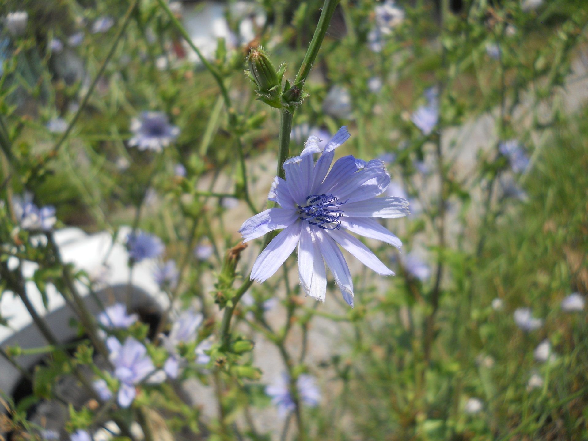 Cicoria comune