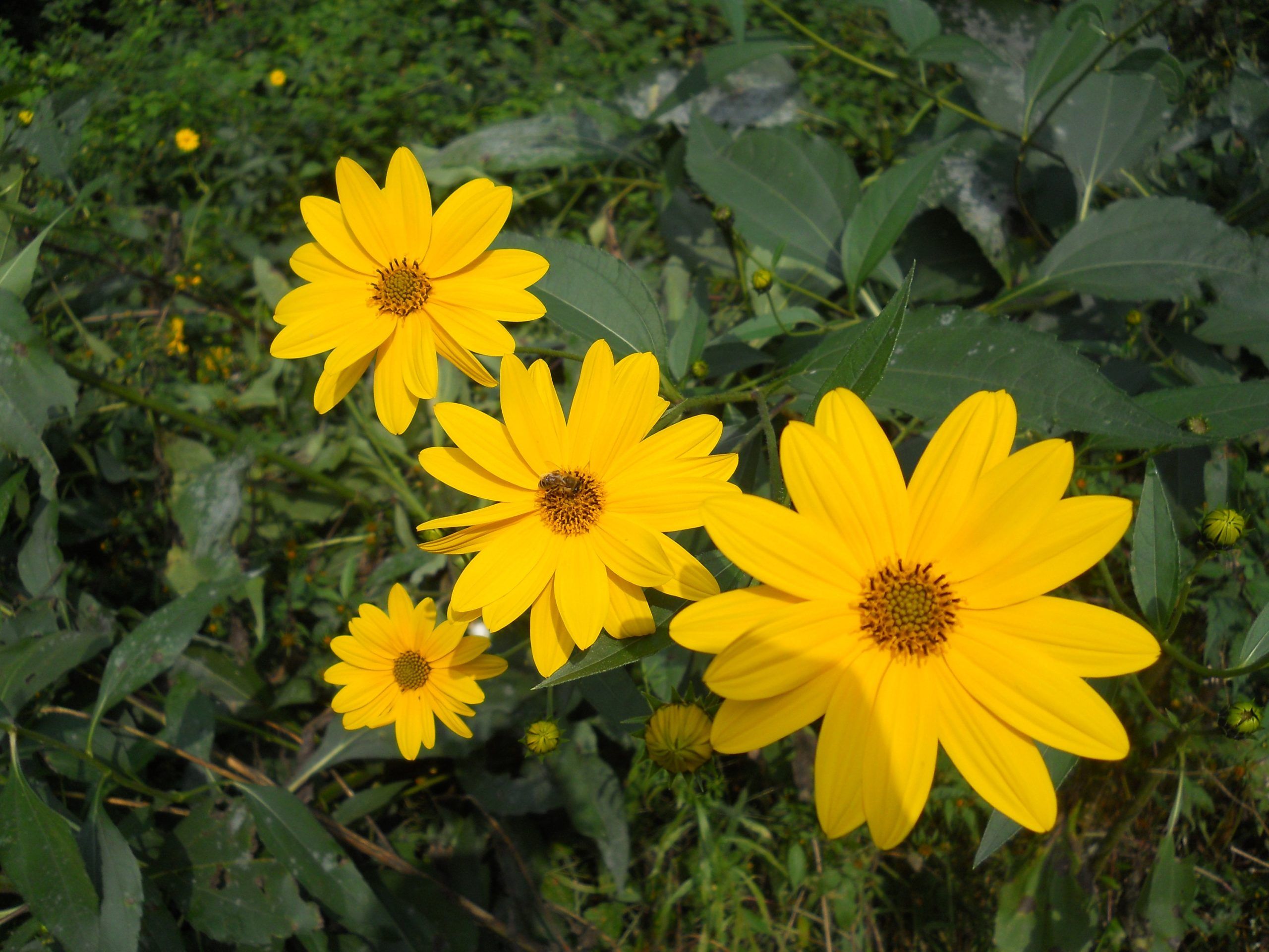 Topinambur