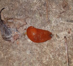 limacce