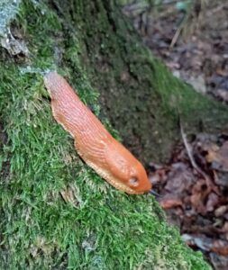 Limacce