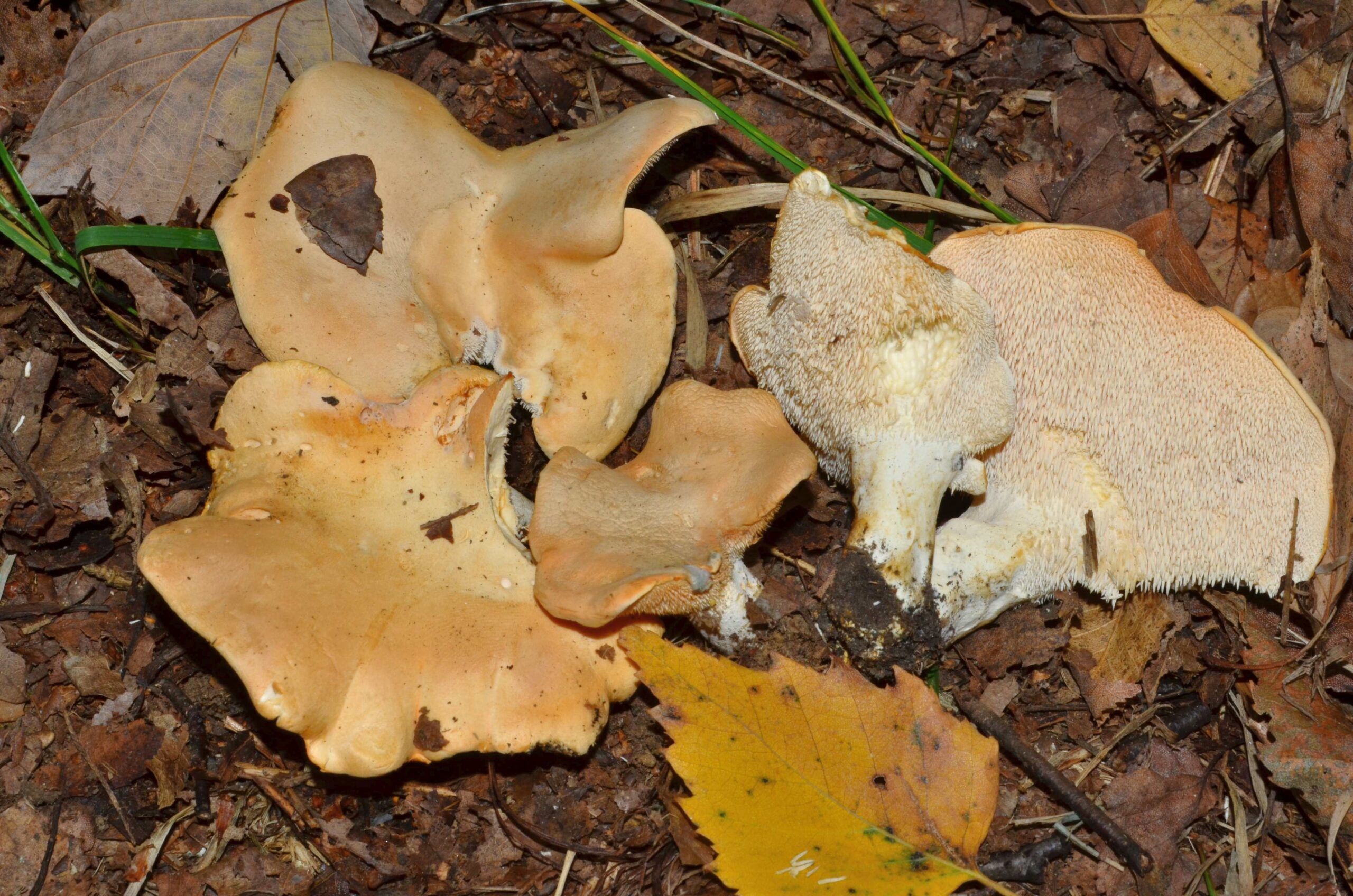 Steccherino dorato
